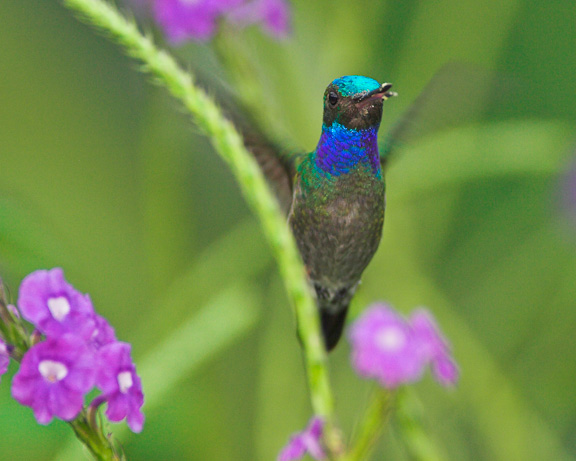 Charming Hummingbird
