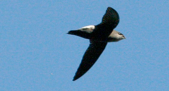 Costa Rican Swift, Chaetura fumosa (photo: © Oscar Johnson)