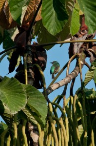 Green Honeycreeper in Cecropia tree