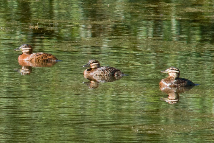 Masked Ducks