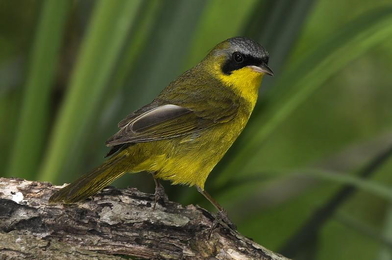 Masked Yellowthroat