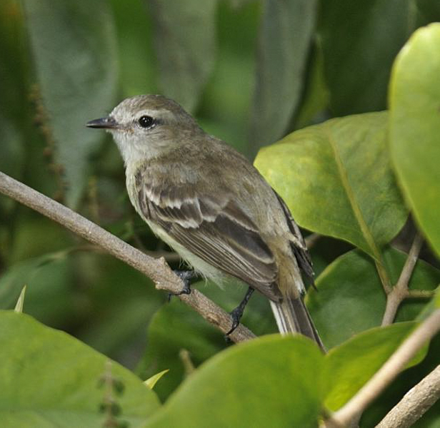Mouse-colored Tyrannulet