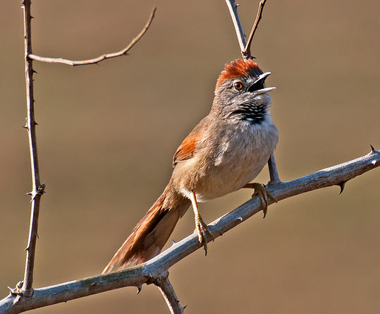 Pale-breasted Spinetail