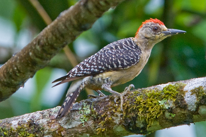 Red-crowned Woodpecker