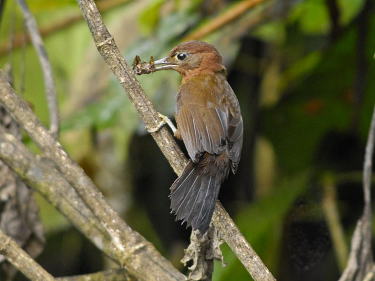 Ruddy Foliage-gleaner