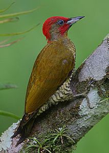 Rufous-winged Woodpecker-male