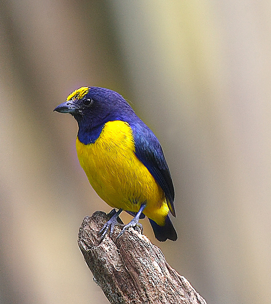Spot-crowned Euphonia