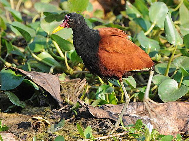 Wattled Jacana