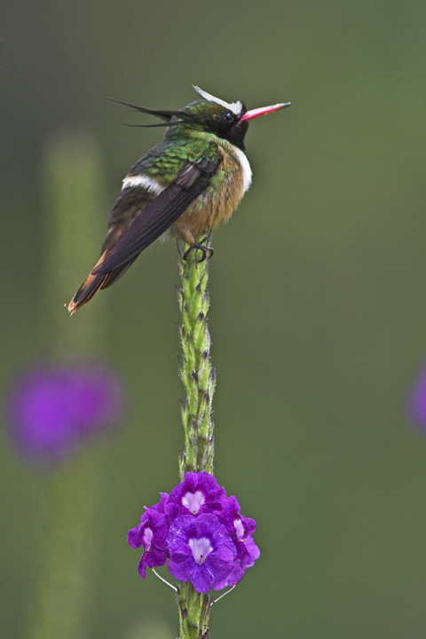White-crested Coquette