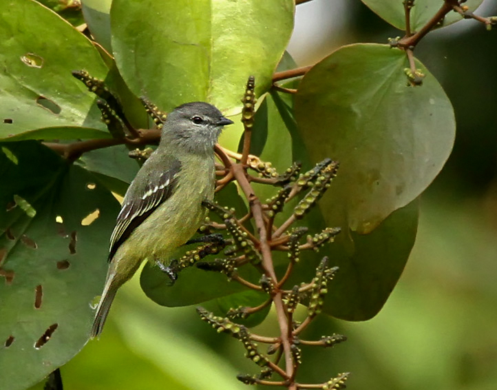 Yellow-crowned Tyrannulet