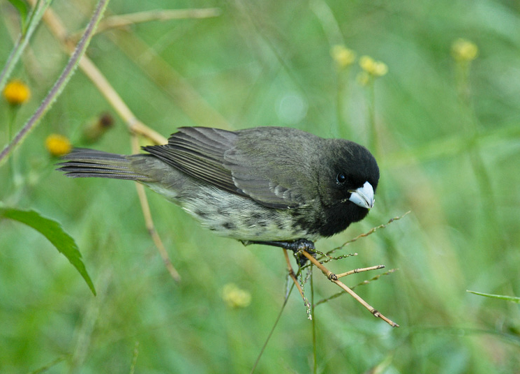 Yellow-bellied Seedeater
