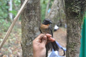 Black-cheeked Ant-Tanager JG.jpg
