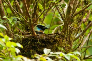 Golden-hooded Tanager in nest.