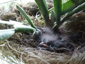 Golden-hooded Tanager nestlings, 11 days old. (Photo by Alison Olivieri)