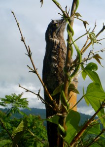 Common Potoo. (Photo by Barbara Keeler Barton)