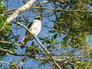 Laughing Falcon (Photo by Alison Olivieri)