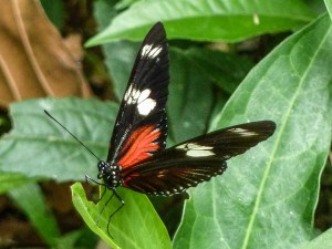 Unidentified Butterfly (Photo by Alison Olivieri)