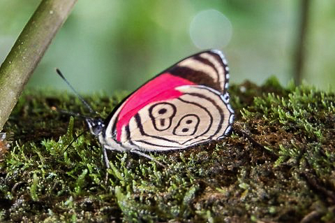 Diaethria anna