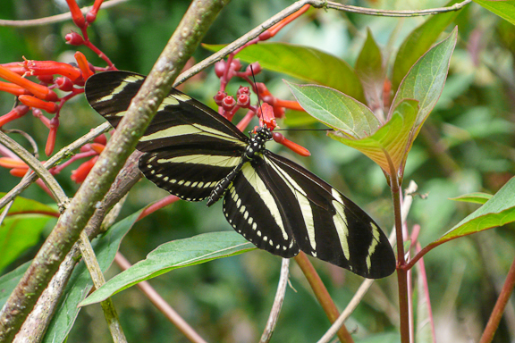 Heliconius charithonia charithonia