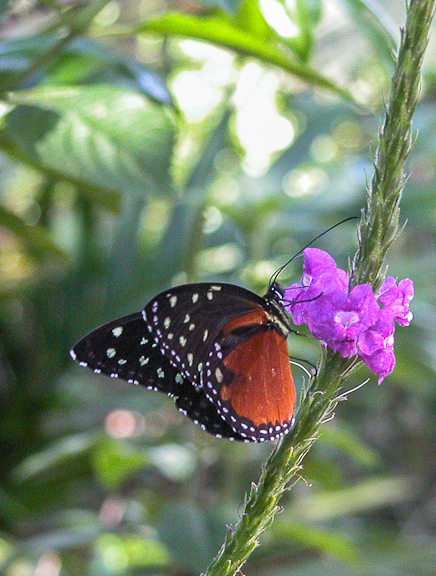Heliconius hecale zuleika