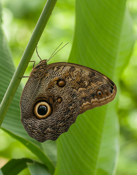 Caligo eurilochus
