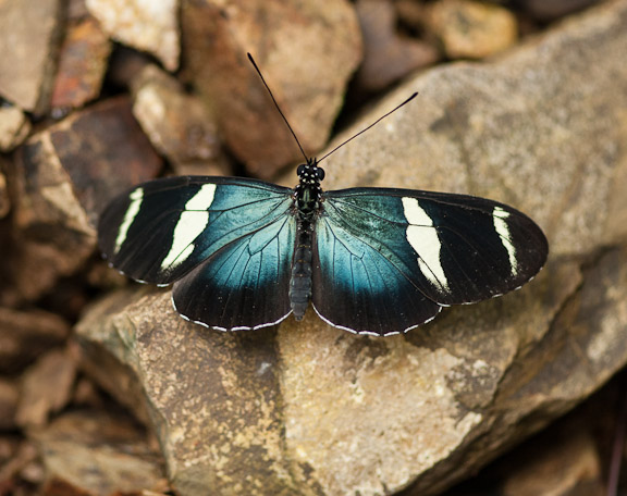 Heliconius sara fulgidus