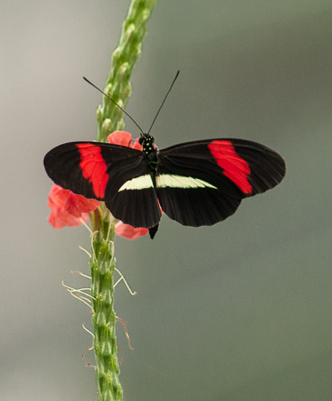 Heliconius erato petiverana