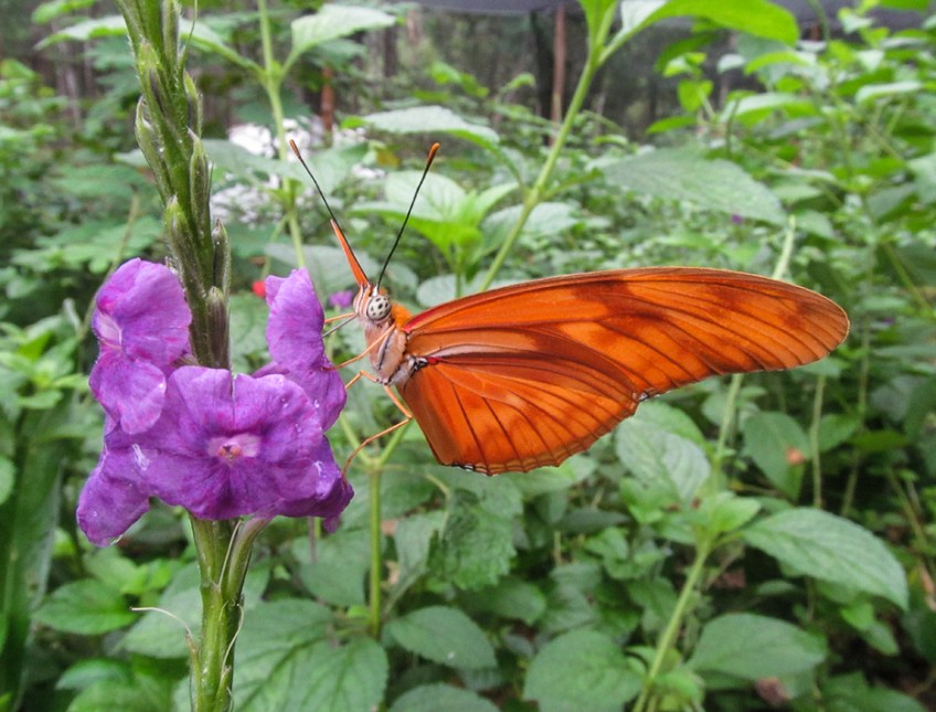 Dryas iulia moderata