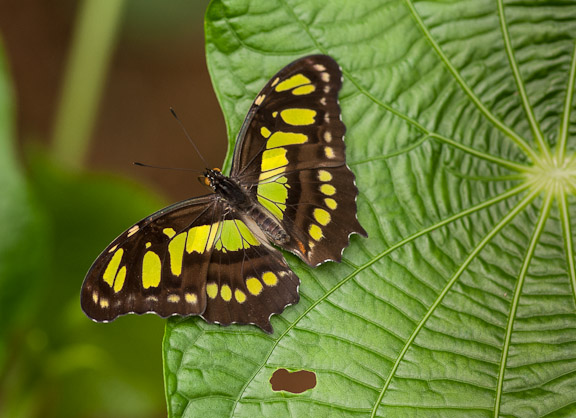 Siproeta stelenes biplagiata