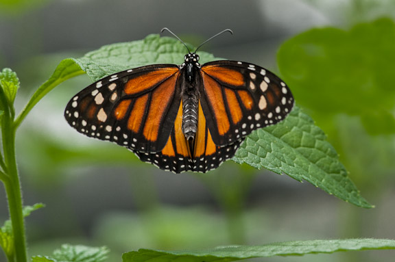 Danaus plexippus