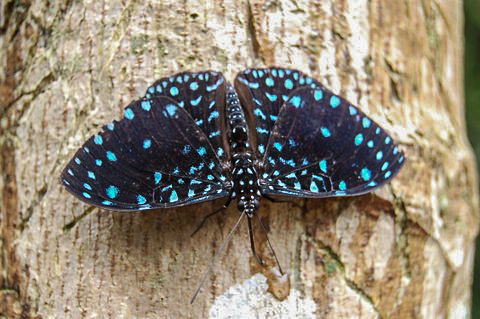 Hamadryas laodamia suarites