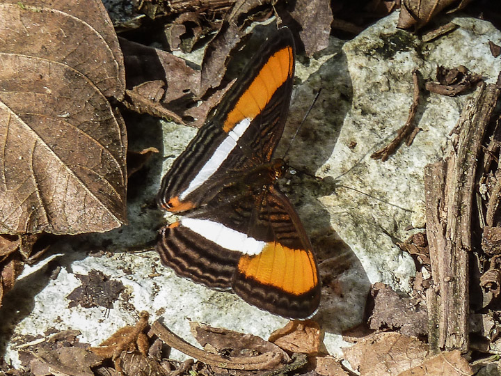 Adelpha cytherea marcia