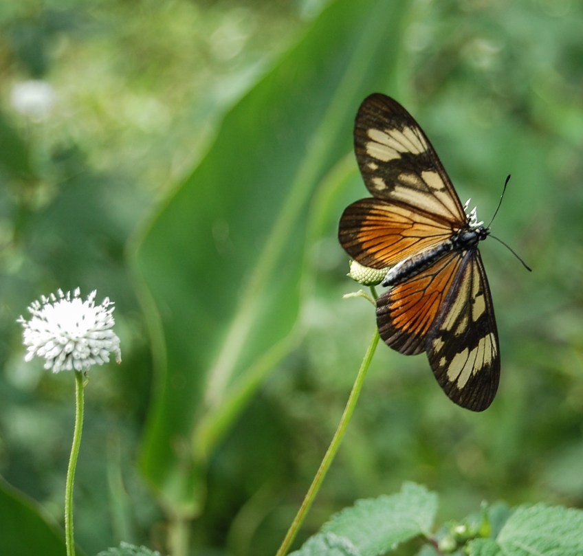 Actinote anteas anteas