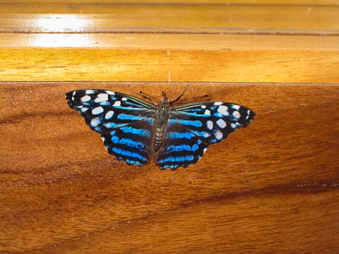 Myscelia leucocyana smalli