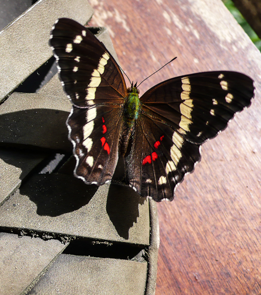 Anartia fatima fatima