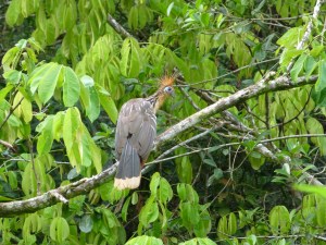 Hoatzin on the Rio Napo. Photo by Alison Olivieri