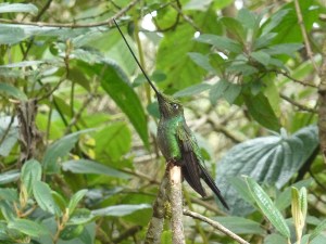 Sword-billed Hummingbird at Guango Lodge. Photo by Alison Olivieri