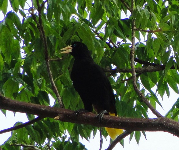 Crested Oropendula. Photo by Monique Girard