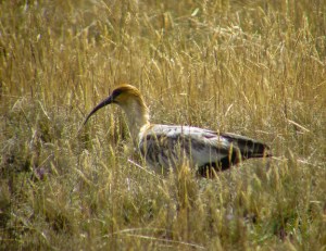 R-Black-faced Ibis