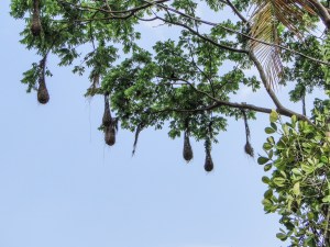 Oropendola nests. Photo by Monique Girard.