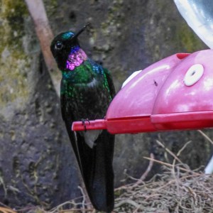 R-Tourmaline Sunangel