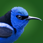 birdeye-costarica-app
