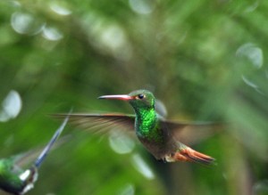 Rufous-tailed Hummingbird in flight. Photo by Julie Girard.