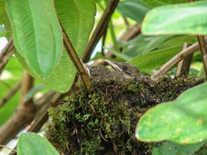 Clay-colored Thrush nestlings. Photo by Alison Olivieri.