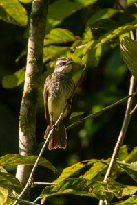 Piratic Flycatcher, an austral migrant. Photo by Harry Hull.
