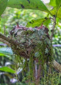 Two Rufous-tailed Hummingbird nestlings. Photo by Alison Olivieri.