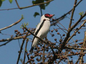Masked Tityra. Photo by Mark W. Eaton.