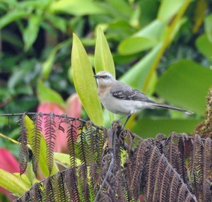 Tropical Mockingbird, Julie Girard's ace of trump. (Photo by Julie Girard)