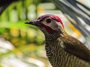 Pat Morgan's Golden-olive Woodpecker.