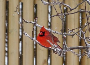 Northern Cardinal. Photo by 